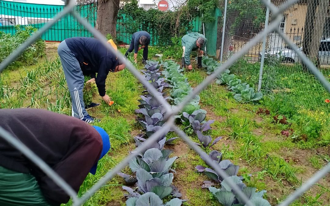 AFEMEN CHICLANA IMPULSA LA ALIMENTACIÓN SALUDABLE CULTIVANDO EN SU PROPIO HUERTO